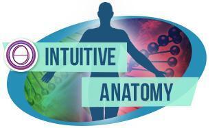ThetaHealing Seminar Intuitive Anatomie Bild